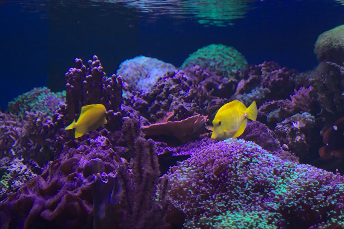 Moody Gardens - Gallery Image 2